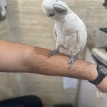 کلینیک دامپزشکی و پت شاپ شوکا آمل