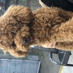 کلینیک دامپزشکی و پت شاپ شوکا آمل