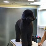 آرایشگاه حیوانات خانگی ادریس پت گرومینگ