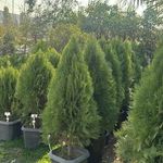 موسسه کشاورزی ایران رز