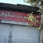 اسپرت شکوفا