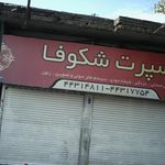 اسپرت شکوفا