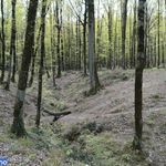 جنگل کردکوی گلستان