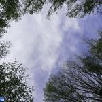 جنگل کردکوی گلستان