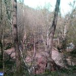 جنگل بالا جاده