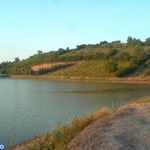 جنگل بالا جاده