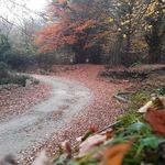 جنگل بالا جاده