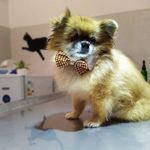 🐾کلینیک دامپزشکی داتیس اندیشه🐾