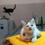 🐾کلینیک دامپزشکی داتیس اندیشه🐾