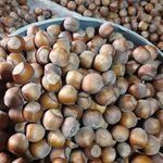 محصولات بومی گروه شهیاد