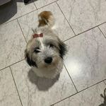 کلینیک و پانسیون دامپزشکی میوهاپ