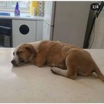 کلینیک و پانسیون دامپزشکی میوهاپ