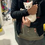 کلینیک و پانسیون دامپزشکی میوهاپ