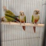 پرنده فروشی سینا