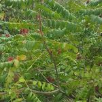 فروشنده عمده و خرده سماق کوهی تبریز