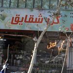 گل شقایق