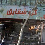 گل شقایق