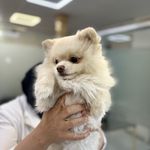 درمانگاه دامپزشکی های پت