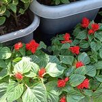 باغبانی و فضای سبز نماسازان