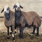 گوسفند زنده همراه باقصاب