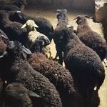 گوسفند زنده همراه باقصاب