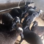 گوسفند زنده همراه باقصاب