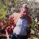 پسته ارگانیک از تولید به مصرف میرزایی