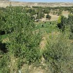 مسجد شام اسبی