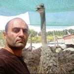 مجتمع پرورش شترمرغ پورغفاری