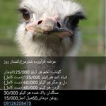 مجتمع پرورش شترمرغ پورغفاری