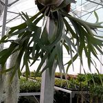 گل و گیاه گلدون