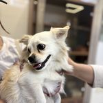 درمانگاه دامپزشکی های پت