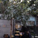 میوه فروشی