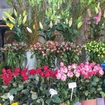 گلسرای سادات