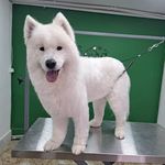 هتل پانسیون خانه دوم(پانسیون حیوانات)