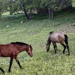 اقامتگاه بومگردی مروارید گلک