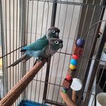 پت شاپ دهکده منقارکج‌ها