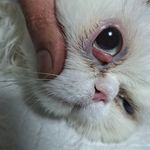کلینیک دامپزشکی ژینا