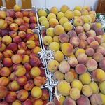 میوه فروشی حاجی ارزونی