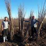 نهالستان پناهی