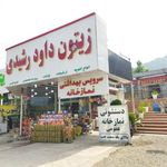 زیتون داوود رشیدی