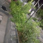 باغبان صفر باهنر بستک آباد