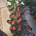 باغبان صفر باهنر بستک آباد