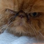 حسین مظاهری