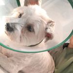 حسین مظاهری