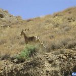 منطقه شکار ممنوع کلاته