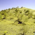 منطقه شکار ممنوع کلاته