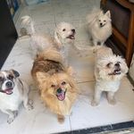 فریناز السادات میر