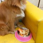 فریناز السادات میر