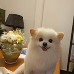 فریناز السادات میر